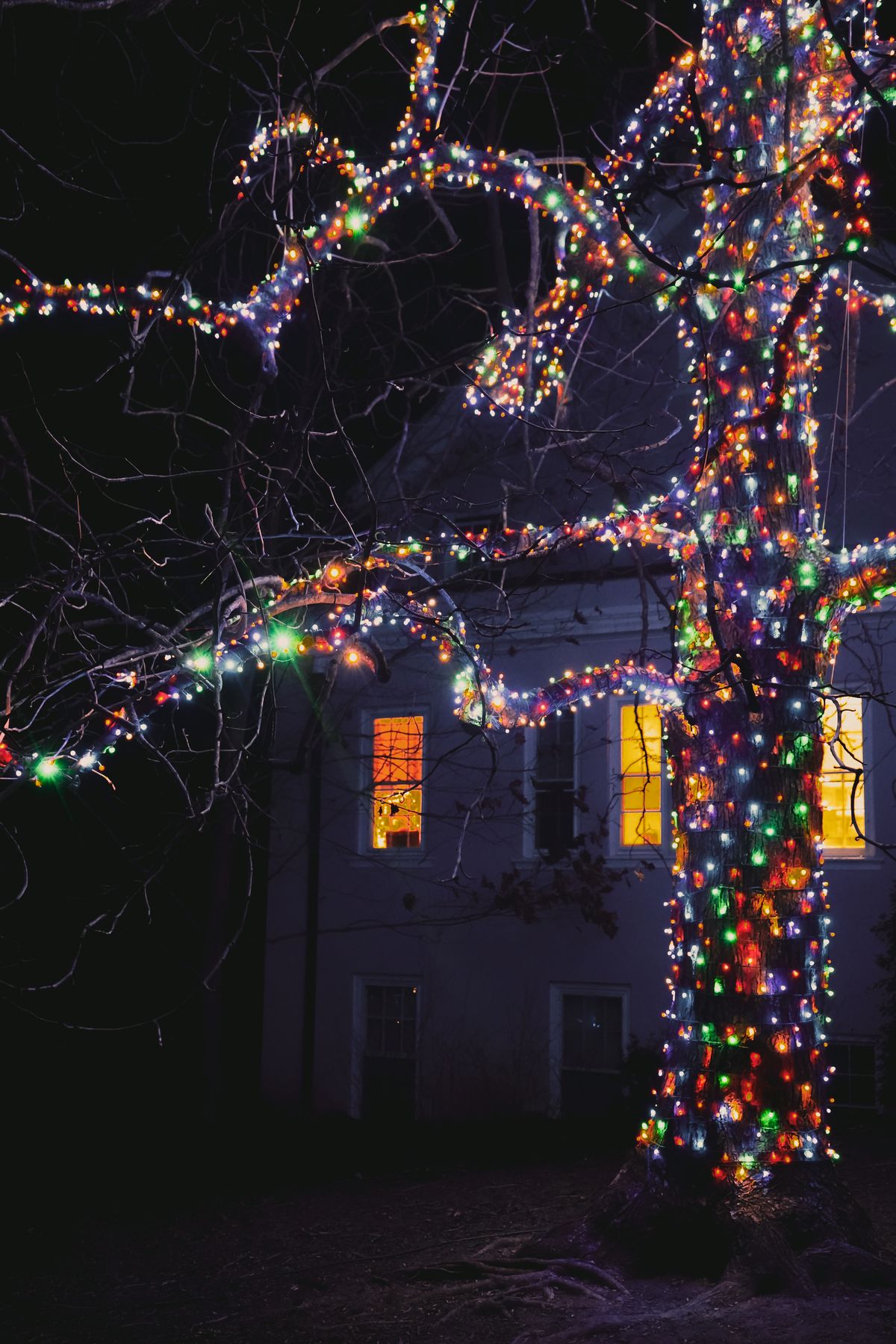 Bare tree with trunk and branches wrapped in multicolor mini lights in front of a house at night
